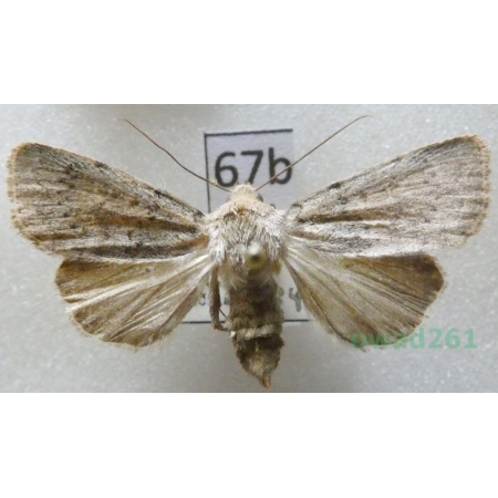 Hoplodrina respersa (Denis & Schiffermüller, 1775) Czech67b